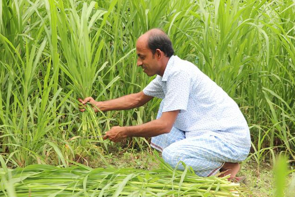 Napier Grass Cultivation and Supply