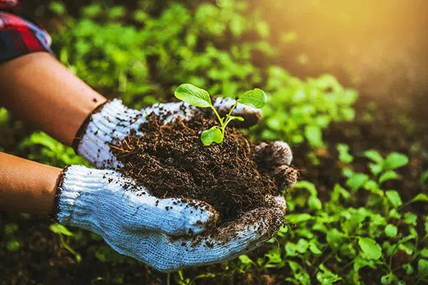 Organic Manure Supply