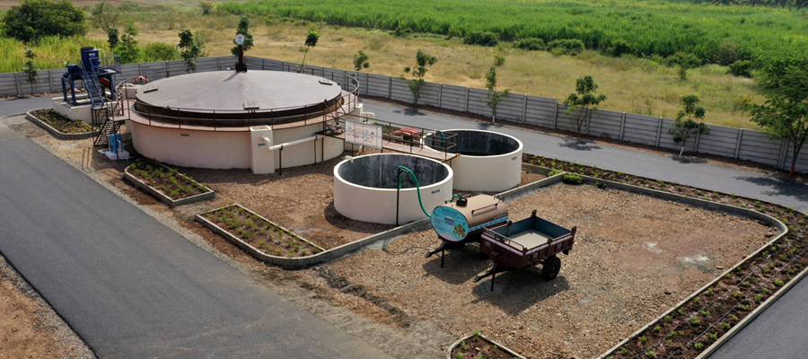 Napier Grass Cultivation