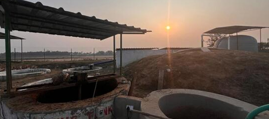 Napier Grass Cultivation