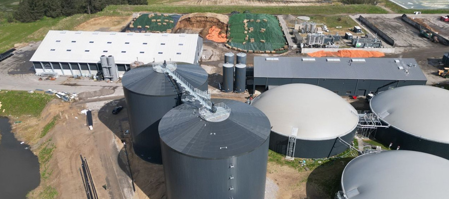 Napier Grass Cultivation