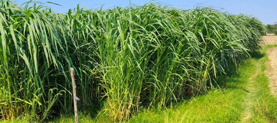 Napier Grass Cultivation