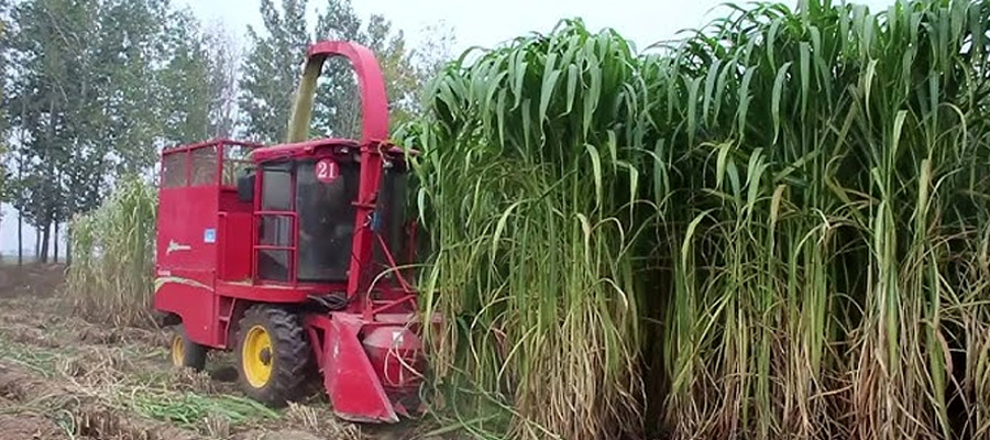 Napier Grass Cultivation