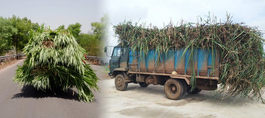 Napier Grass Cultivation