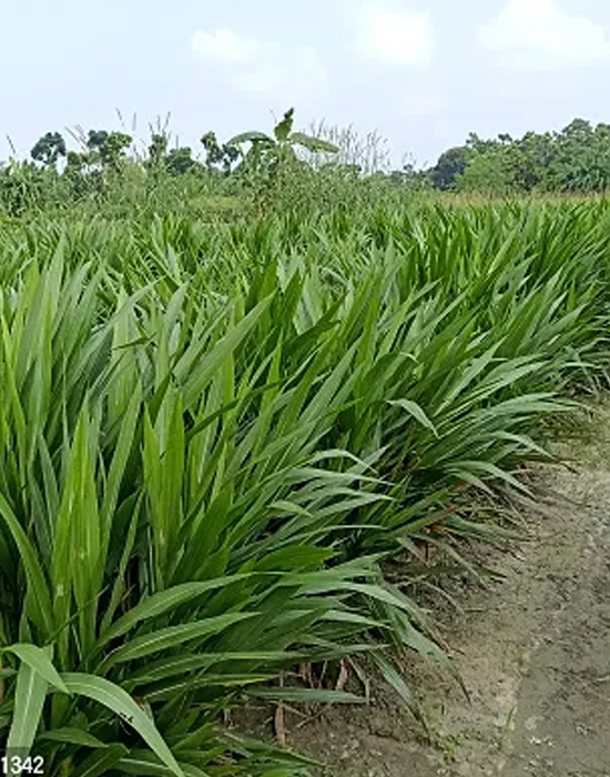 Napier Grass Cultivation