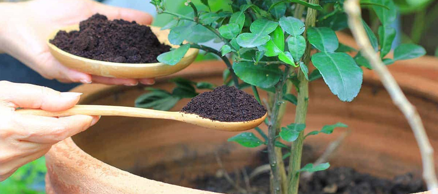 Organic  Manure Supply